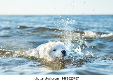 White dog Samoyed swims in the water on the Baltic Sea