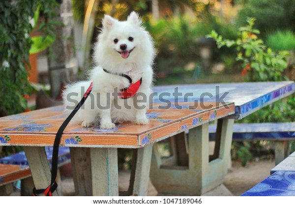 White Dog Sat On Front Desk Stock Photo Edit Now 1047189046