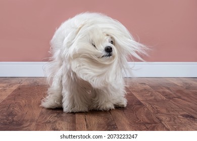 White Dog Shaking It's Long Hair At Home