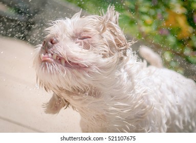 White Dog Shaking Off Water After A Bath