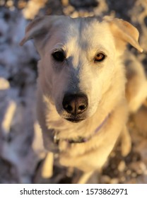 White Dog Shepherd Pyrenees Mut 