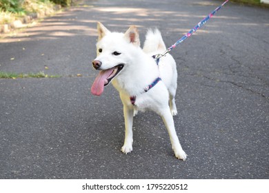 A white dog (Shiba inu) which complains of the heat - Shutterstock ID 1795220512