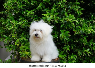 White dog sitting. Coton de Tulear Puppy with plants background.