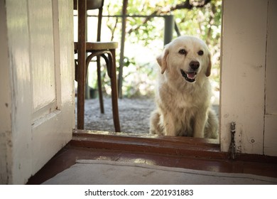 White Dog Sitting At The Door