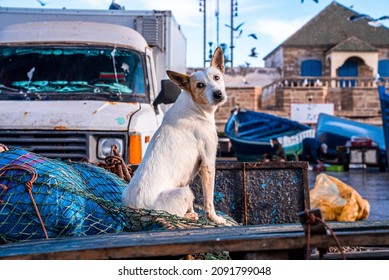 White Dog Sitting On Fishing Net In Back Of Old Rustic Pickup Truck Bed At Harbor, Dog Looking Around