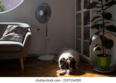 White Dog Sleeping In Modern Living Room