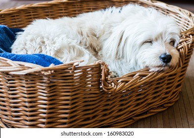 A white dog sleeping in is wicker bed