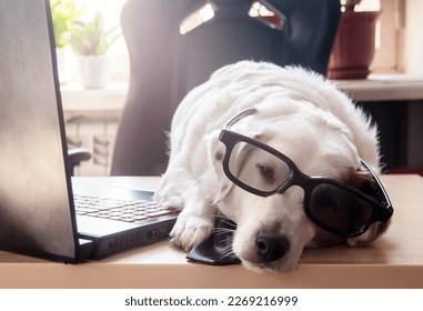 The white dog sleeps on the desk in front of the laptop. The concept of working from home, training, a tired worker. - Shutterstock ID 2269216999
