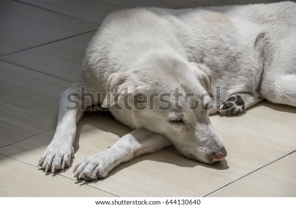 The white dog sleeps in the\
sun.