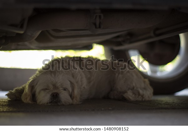 White dog sleeps under the\
car