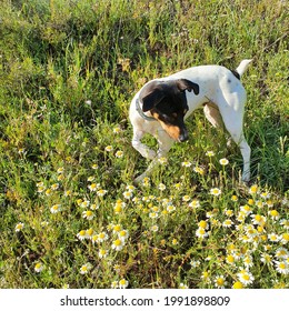 White Dog Smelling Flowers Summer 