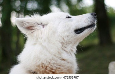 White Dog Sniffing The Air