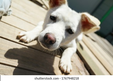 White Dog Sniffs Camera While Playing Outside