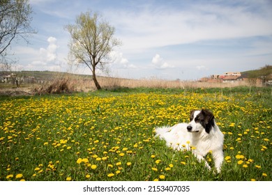 white dog in a spring field of dandelions