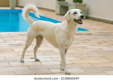 White dog standing by the poolside, looking alert and happy - Powered by Shutterstock