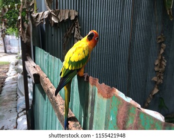 Sable beak bird Images, Stock Photos & Vectors  Shutterstock