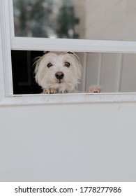 White Dog Stares Out Of The Front Door