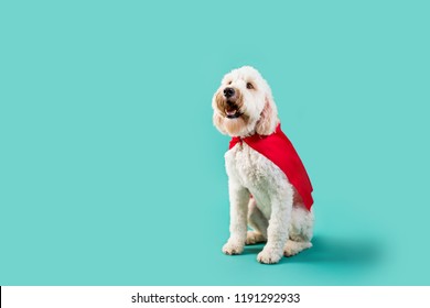 White Dog In Super Hero Cape