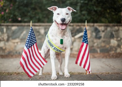White dog supports the troops, military appreciation dog - Shutterstock ID 233209258