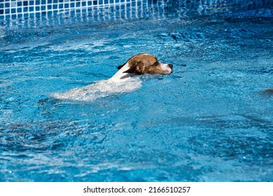 White Dog Swims In The Pool. Jack Russell Terrier Jumping Into The Pool. The Puppy Bathes, Escaping From The Summer Heat. The Dog Loves To Swim And Enjoys Spending Time In The Water.