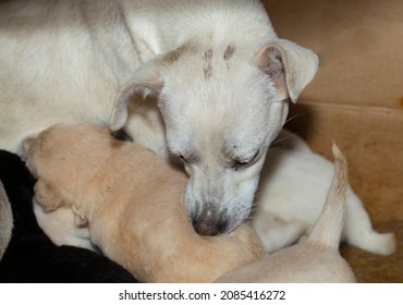 A white dog takes care of his puppies. Flea catching. 
