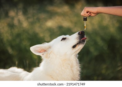 White dog taking CBD oil by licking a dropper pipette