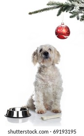 White Dog Under Christmas Tree