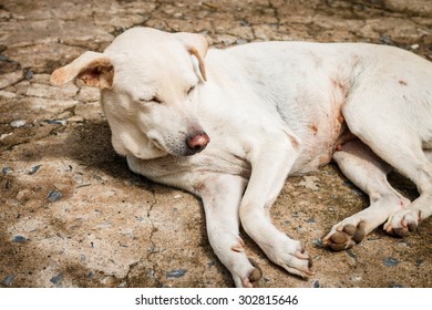 The White Dog Wake Up With Sunlight