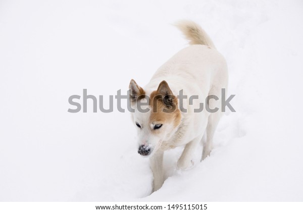 White Dog Walking Through Deep Snow Stock Photo Edit Now