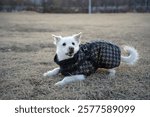 A white dog wearing a black jacket in winter is rolling around in a field and having fun