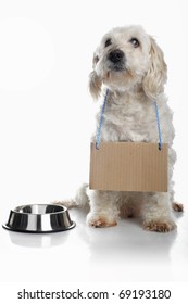 White Dog Wearing Blank Cardboard Sign Around Neck Waiting For Food