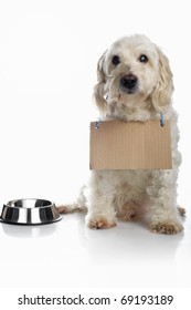 White Dog Wearing Blank Cardboard Sign Around Neck Waiting For Food