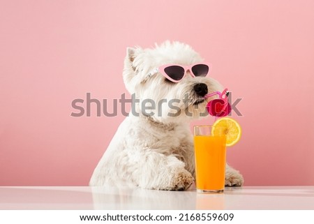 White dog west highland white terrier, drinking juice on summer vacation. High quality photo