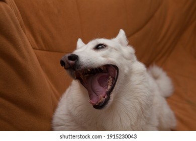 White dog West Siberian Laika sits on the couch. Funny dog meme face. - Shutterstock ID 1915230043