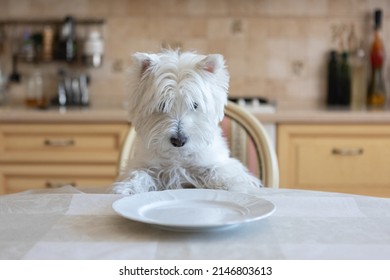 White Dog West White Terrier Sits At The Dining Table In The Kitchen In Front Of An Empty Plate