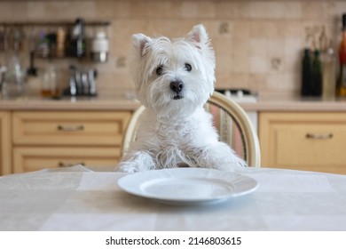 White Dog West White Terrier Sits At The Dining Table In The Kitchen In Front Of An Empty Plate