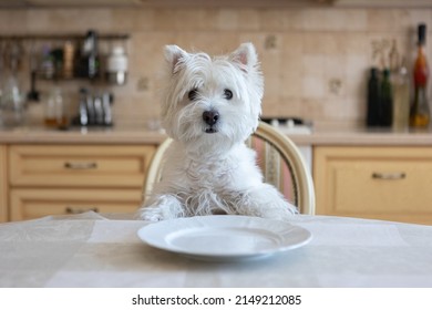 White Dog West White Terrier Sits At The Dining Table In The Kitchen In Front Of An Empty Plate