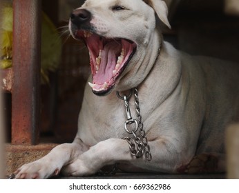 A White Dog Yawn