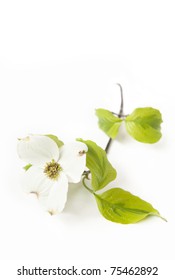 A White Dogwood Bloom Isolated On A White Vertical Background With Focus On Center Of Flower