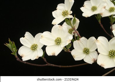 White dogwood blossoms - Powered by Shutterstock