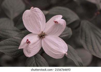 White Dogwood Flower Blooming At Spring.