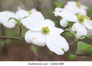 White Dogwood Flower Blooms On A Spring Day.