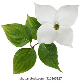 White Dogwood Flower Isolated Over Background