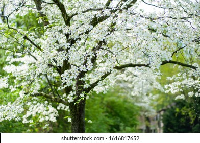 White Dogwood Flower Tree In Backyard