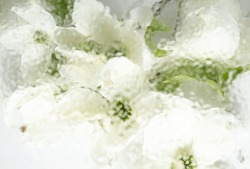 White Dogwood Flowers Blurred Behind Wet Glass. Abstract Soft, Light Floral Background