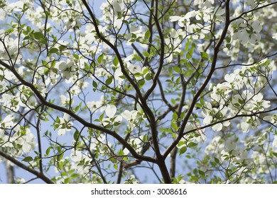 White Dogwood Tree