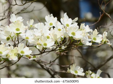 White Dogwood Tree