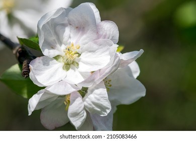 A White Dogwood Tree Blossom In Detail