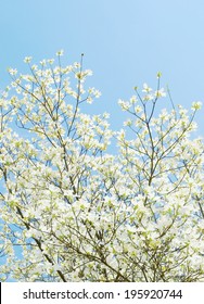 White Dogwood Tree Flowers Blooming