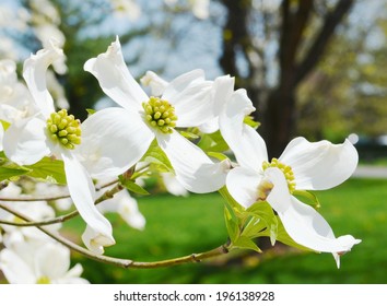 White Dogwood Tree Flowers Blooming